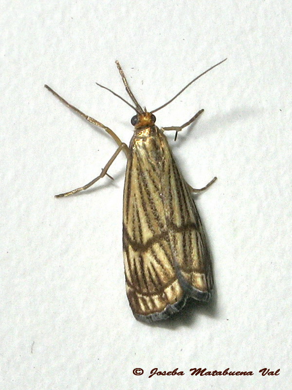 Chrysocrambus craterella o linetella ? C. craterellus